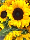 Happy sunflowers at the farmers market Royalty Free Stock Photo