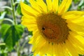 Happy sunflowers in the field pollinated by bees Royalty Free Stock Photo