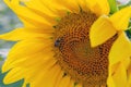 Happy sunflowers in the field pollinated by bees Royalty Free Stock Photo