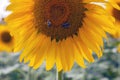 Happy sunflowers in the field pollinated by bees Royalty Free Stock Photo