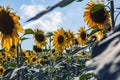 Happy sunflowers in the field pollinated by bees Royalty Free Stock Photo