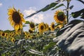 Happy sunflowers in the field pollinated by bees Royalty Free Stock Photo