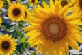 Happy sunflowers in the field pollinated by bees Royalty Free Stock Photo