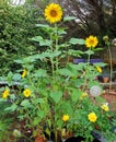 Happy sunflowers photographed in Bloemfontein, South Africa Royalty Free Stock Photo