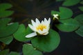 Graceful white water lily