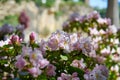 Stunning spring pink flowers in the center of the city