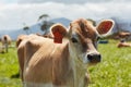 Happy in the sunshine. a herd of dairy cows standing in a green pasture. Royalty Free Stock Photo