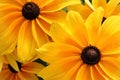 Happy sunshine yellow flowers