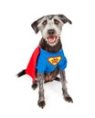 Happy Super Hero Terrier Dog