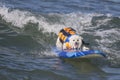 Happy Surfing Dog