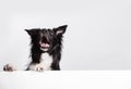 Happy surprised border collie dog looking up with a white banner or a poster in front of him, isolated. Card template with