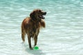 A happy, swimming dog at the 2014 Annual Madison Dog Paddle (Goodman Pool)