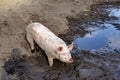 Happy swine, young pig, piglet standing in a puddle of water, in a quagmire, seen from above. Royalty Free Stock Photo