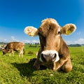 Happy swiss cow on green grass Royalty Free Stock Photo