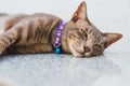 Happy tabby cat with a collar