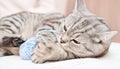 happy tabby grey cat playing with ball of yarn on a bed. beautiful kitten indoors Royalty Free Stock Photo