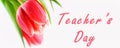 Banner. Happy teachers day with tulip flower, message for teacher in special day of education, tulip bouquet. Royalty Free Stock Photo