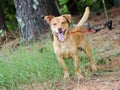 Happy Terrier Mixed Breed Dog