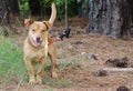 Happy Terrier Mixed Breed Dog