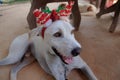 A happy terrier pet dog wearing a Christmas headdress