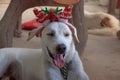 A happy terrier pet dog wearing a Christmas headdress