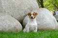 Happy terrier puppy outdoors in park