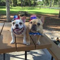 Happy 4th of July Frenchie style