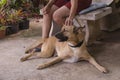 Happy Thai breed dog with his owner Royalty Free Stock Photo