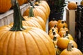 Happy Thanksgiving Background. Orange pumpkins at a market stall on horizontal shelves Royalty Free Stock Photo