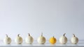 Happy Thanksgiving Background. Selection of little white pumpkins on white shelf against white wall. Royalty Free Stock Photo