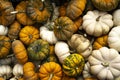 Happy Thanksgiving Background. Selection of various pumpkins and autumnal gourds Royalty Free Stock Photo