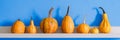 Happy Thanksgiving Background. Selection of various pumpkins on white shelf against bright blue wall. Modern room decoration. Royalty Free Stock Photo