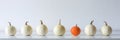 Happy Thanksgiving Background. Selection of various pumpkins on white shelf against white wall. Modern seasonal room decoration. Royalty Free Stock Photo