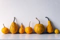 Happy Thanksgiving Background. Selection of various pumpkins on white shelf against white wall. Royalty Free Stock Photo