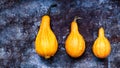 Happy Thanksgiving Background. Three orange pumpkins on rustic metal background with copy space. Autumn Harvest.