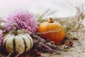 Happy Thanksgiving. Stylish pumpkins, purple dahlias flowers, autumn heather on rustic old wooden background in light. Fall