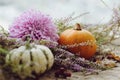 Happy Thanksgiving. Stylish pumpkins, purple dahlias flowers, autumn heather on rustic old wooden background in light. Fall