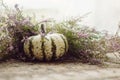 Happy Thanksgiving. Stylish striped pumpkin and autumn heather on rustic old wooden background at window in light. Fall rural