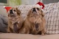 Happy Tibetan Spaniels sitting on the couch wearing Christmas costumes