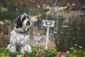 Happy Tibetan terrier dog in beautiful spring flower field on mountain