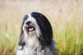 Happy Tibetan terrier dog enjoying sunlight and outdoors