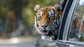 Happy tiger peeking out of a car window, relishing the scenic ride