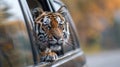 Happy tiger peeking out of a car window, relishing the scenic ride