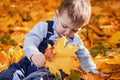 Happy toddler baby boy sits in yellow autumn leaves. Child in autumn f Royalty Free Stock Photo