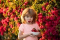 Happy toddler boy with fresh strawberries. Happy little toddler boy picking and eating strawberries. Kid funny portrait.