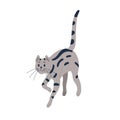 Happy tom cat walking. Cute striped kitty going with tail raised up. Adorable tabby kitten strolling. Smiling feline