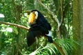 Happy toucan from the Birds Park, Foz do Iguazu.