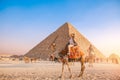 Happy Tourist man with hat riding on camel background pyramid of Egyptian Giza, sun light Cairo, Egypt