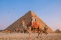 Happy Tourist man with hat riding on camel background pyramid of Egyptian Giza, sun light Cairo, Egypt Royalty Free Stock Photo