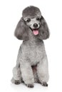 Happy Toy Poodle dog on white background